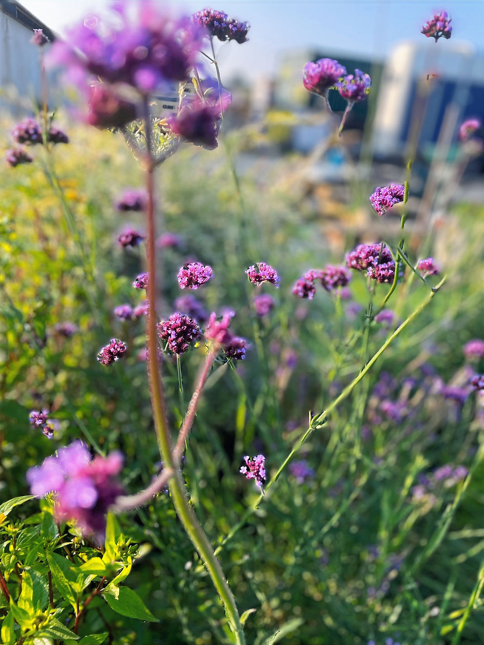 Verbena florist wholesale flowers image