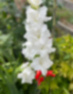 Gladioli Florist wholesale flowers image