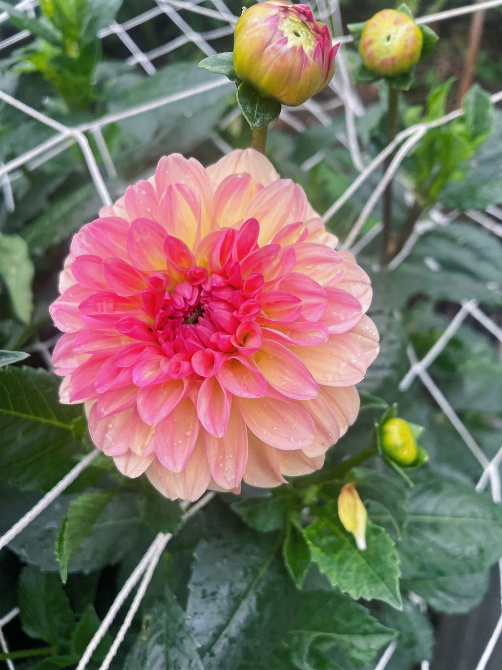 Dahlia Florist wholesale flowers image
