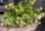 Fever few florist wholesale flowers image