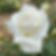 Roses Florist wholesale flowers image