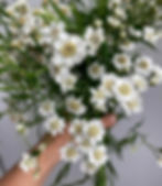 Wedding bouquet of Achillea Pearl