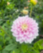 Dahlia Florist wholesale flowers image