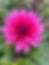 Dahlia Florist wholesale flowers image