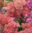 Achillea Pastel Florist wholesale flowers image