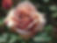 Roses Florist wholesale flowers image