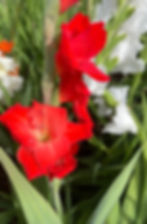 Gladioli Florist wholesale flowers image