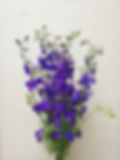 Delphinimum Florist wholesale flowers image