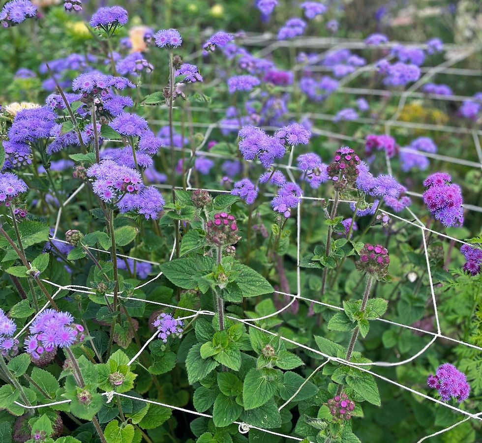 Angeratum Blue Florist wholesale flowers image