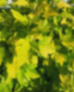 British foliage florist wholesale flowers image
