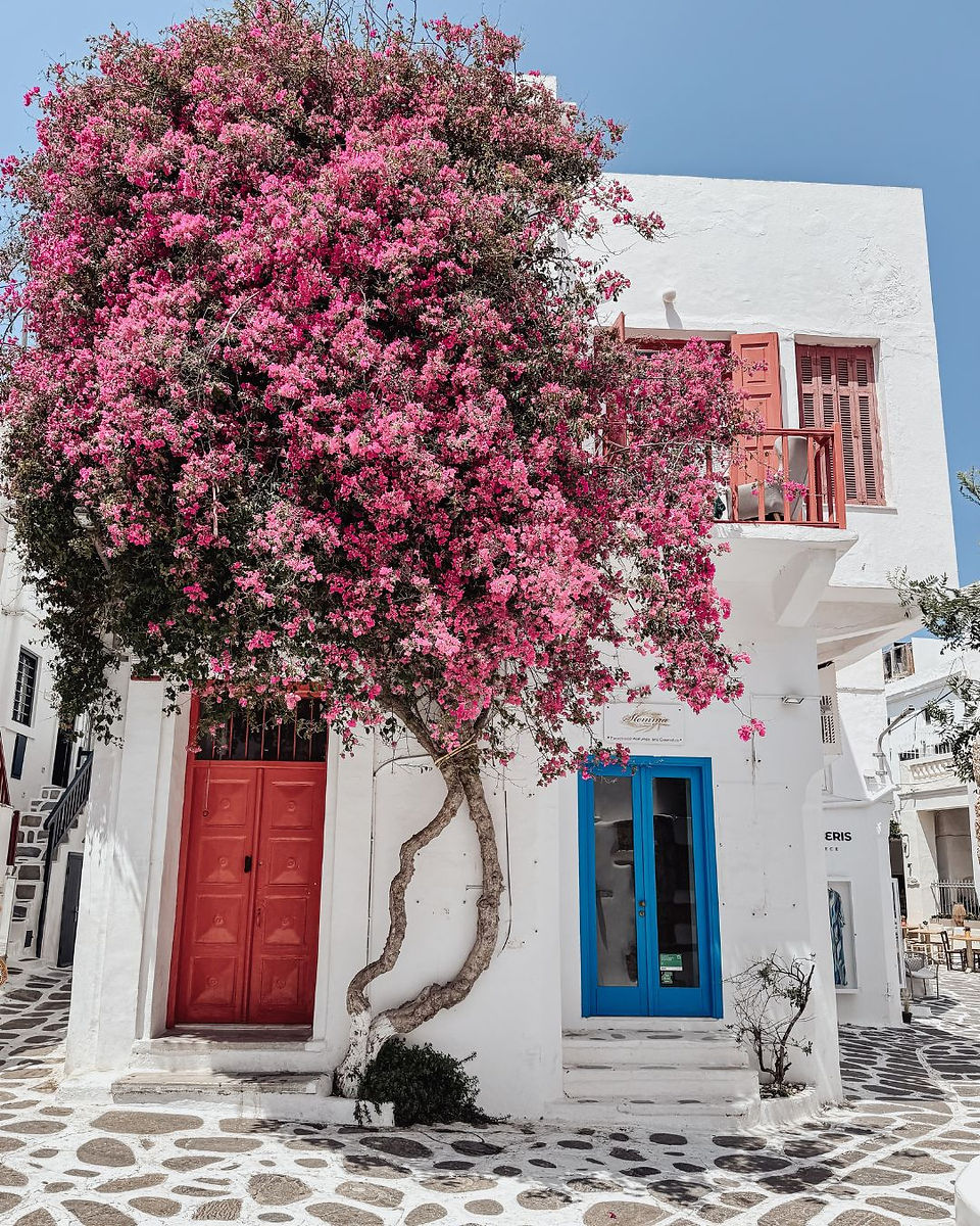 Wit huis in Mykonos stad met roze bougainville en een rode deur