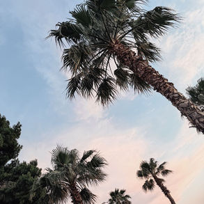 Palmbomen langs de weg bij de Atheense Riviera