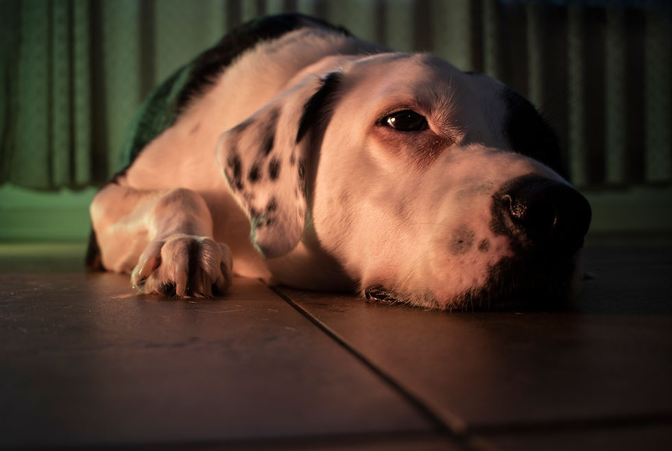 Valentina