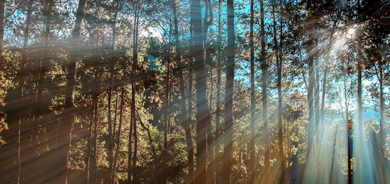 Recovery in the Pines business image
