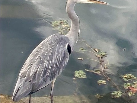 Confinement en automne