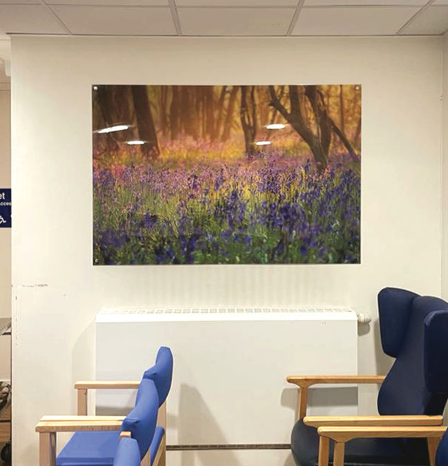 Large acrylic print of bluebell woods in warwick endoscopy unit