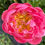 Thumbnail: Pink Hawaiin Coral Peony