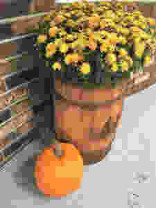 Flowers in barrel with pumpkin beside