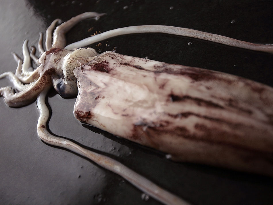 Miniatura: Calamar Gallego