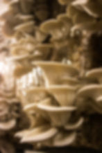 Oyster Mushrooms