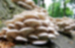 Oyster Mushrooms