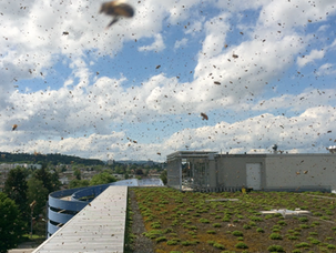 Wabe3: apiculture sur les toits de Zurich 
