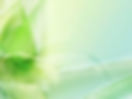Green Background4.jpg