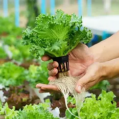 hydroponics.webp