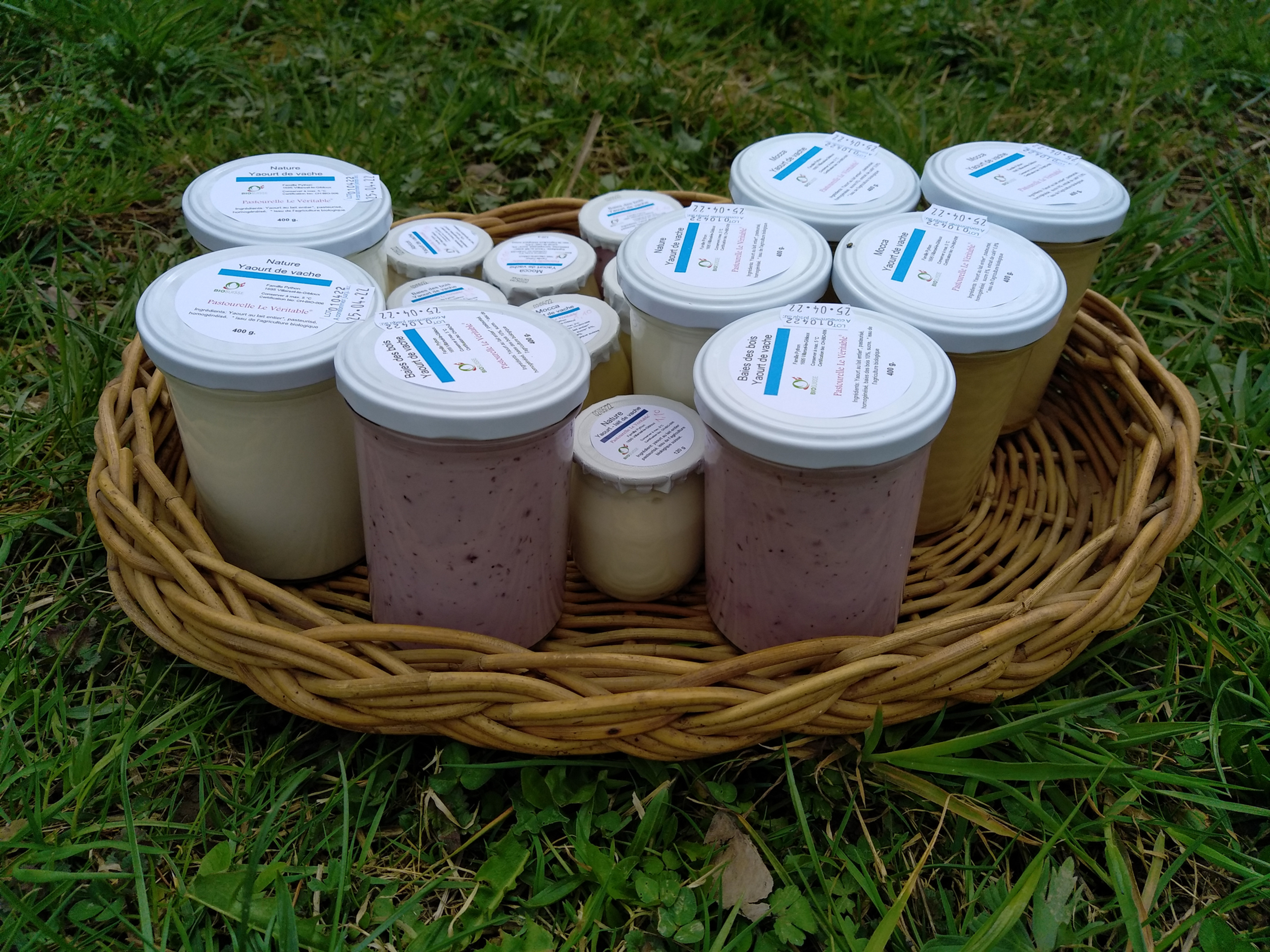 Yogourt