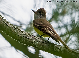 Flycatcher.png