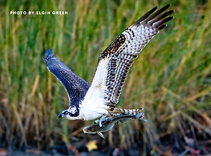 Untitled design (27).png