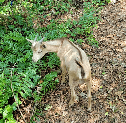Animal_Goat_Chico_01.png