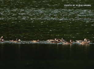 PHOTO BY ELGIN GREEN (Postcard (Landscape)) (2)_edited.jpg