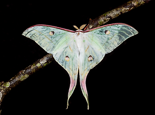 Moth Night.png