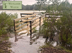King Tide (3).png