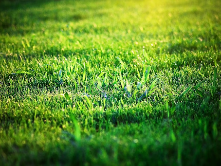 A Guide to Early Spring Lawn Care in Ottawa