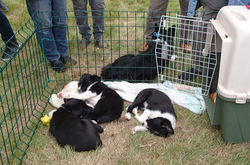 Hard work being cute