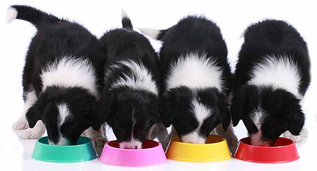 Feeding-A-Border-Collie-Puppy-long.jpg
