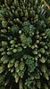 Better-World-Club-Forest.jpg