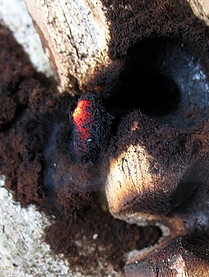 Animation histoire du feu unis vers nature