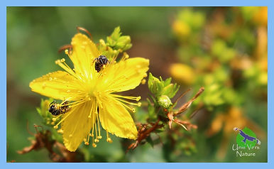 Millepertuis_guêpes_inscription_stages