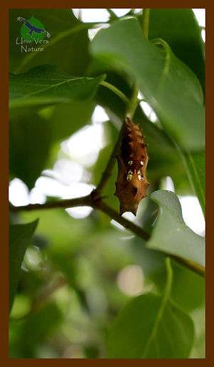 Crhysalide_papillon_vanesse