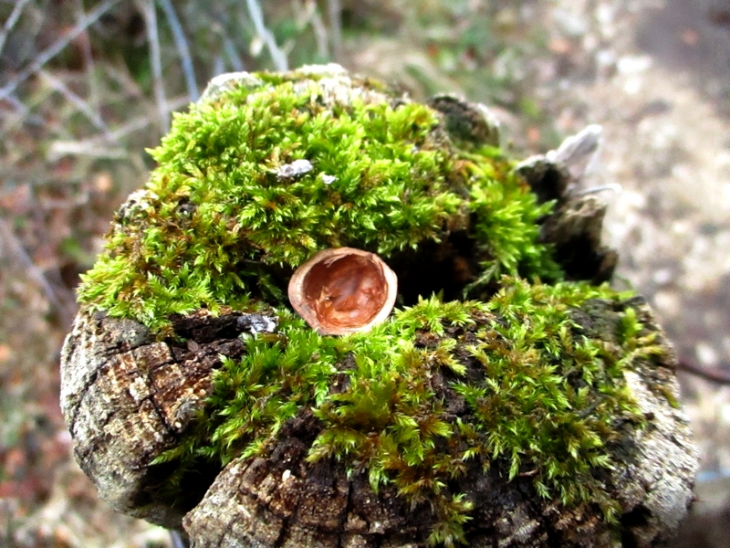 Enclume d'une sitelle