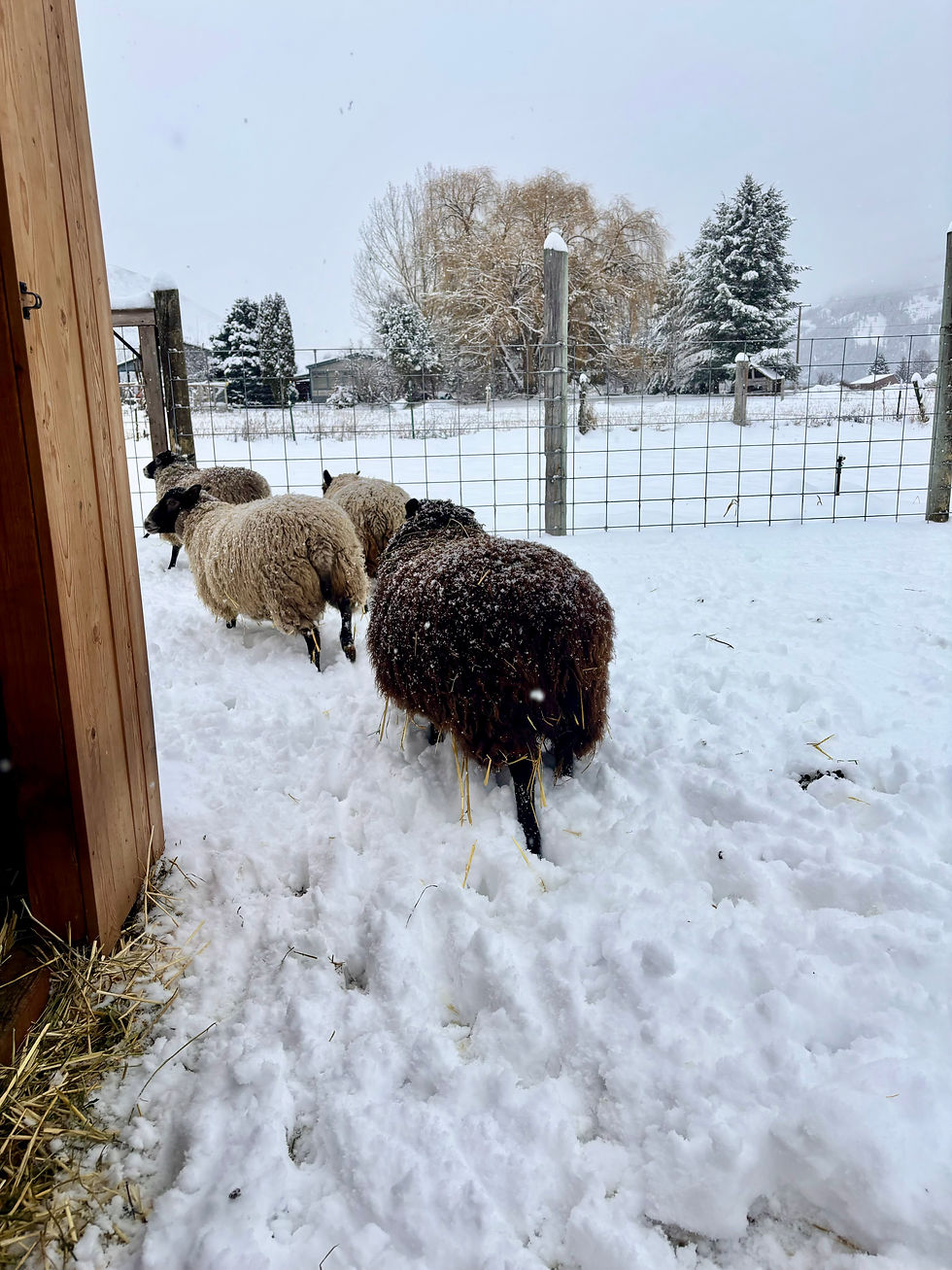 Lambs in the snow.