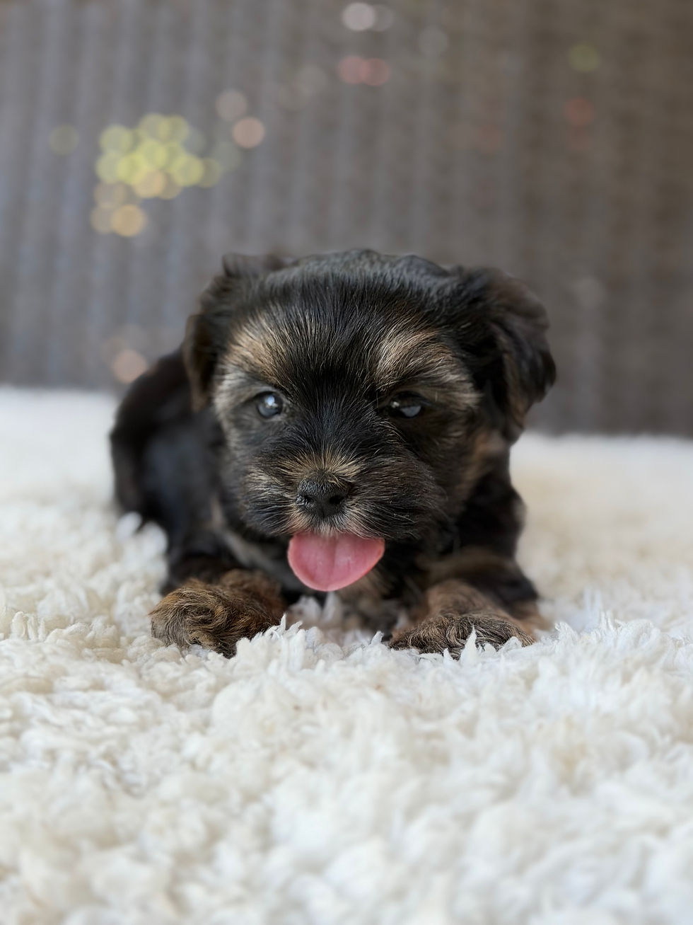 Thumbnail: Theo - Male Yorkshire Terrier 