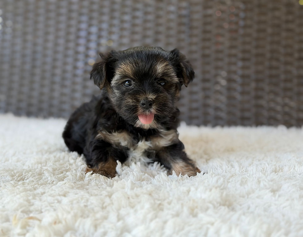 Thumbnail: Theo - Male Yorkshire Terrier 
