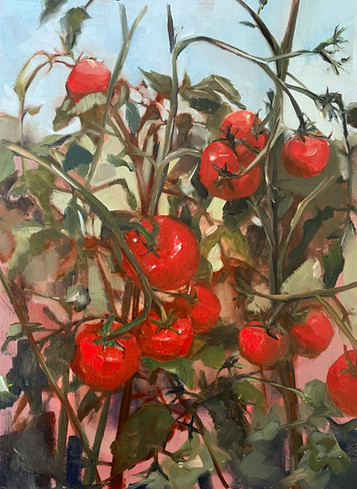 Dad's Tomatoes.jpeg
