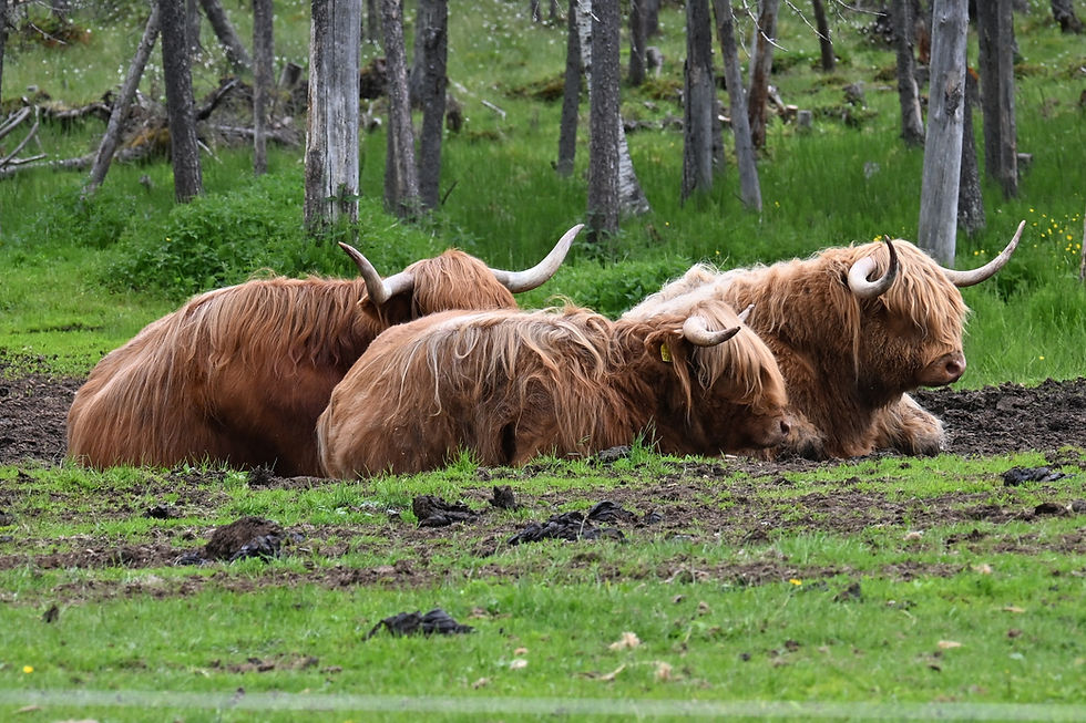 Schottische Hochlandrinder mitten in Schweden :-)
