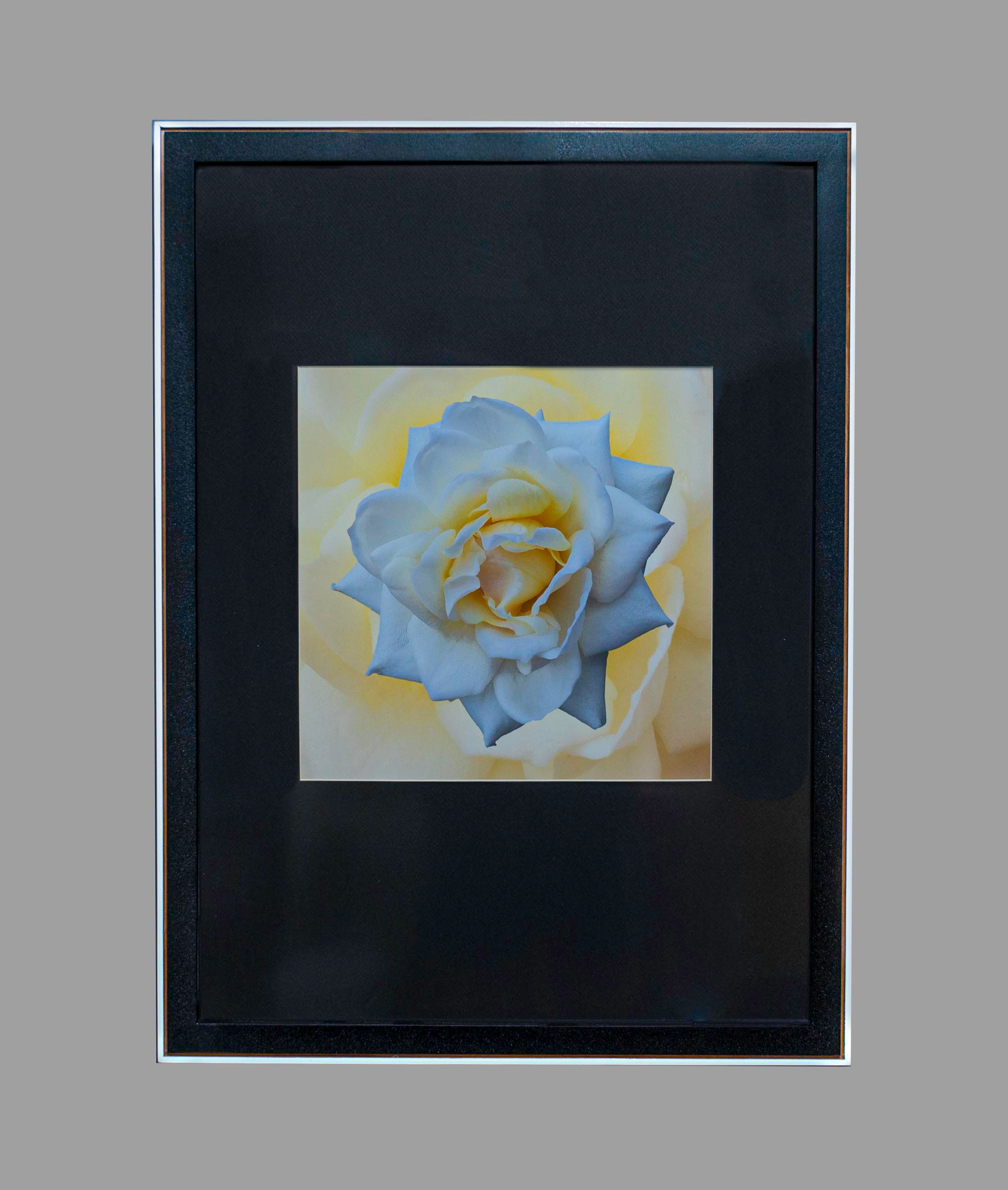 White Rose on Whitish 20x27