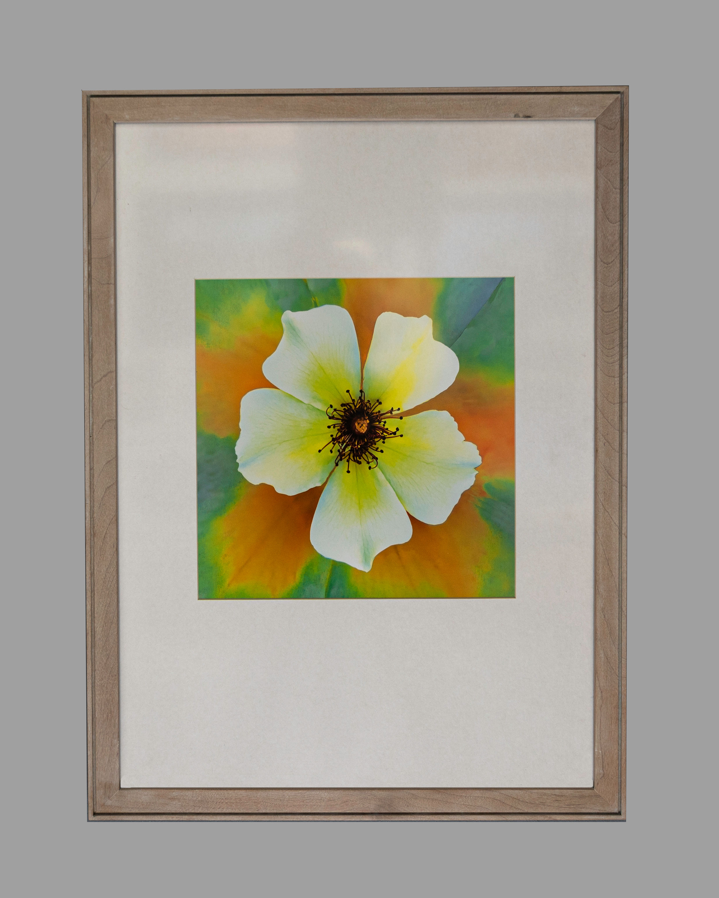 Captain Thomas Hybrid Tea 20x27